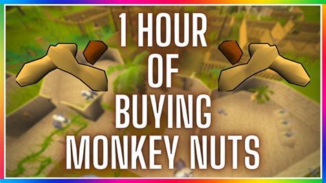 Monkey nuts heal 200 life points. They can be purchased at Solihib's Food Stall on Ape Atoll after starting the Monkey Madness quest. Players must be in the form of a monkey …. Monkey nuts osrs
